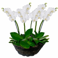 Bello Diseo en 6 Finas Orqudeas 